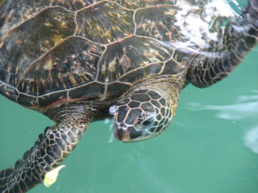 Hawaiian Sea Turtle